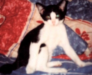my cat, arwen.  taken when she was still a kitten.